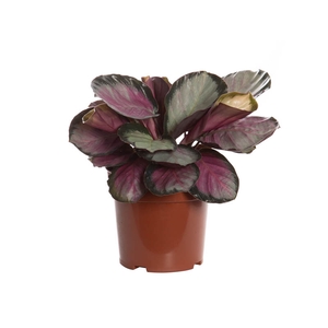 CALATHEA ROSEA PICTA ROSY P17