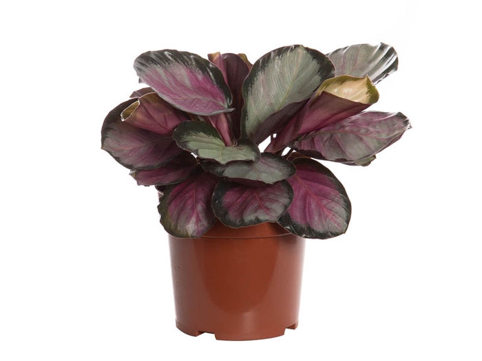 <h4>CALATHEA ROSEA PICTA ROSY P17</h4>