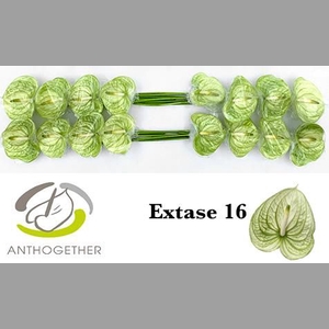 ANTH A EXTASE
