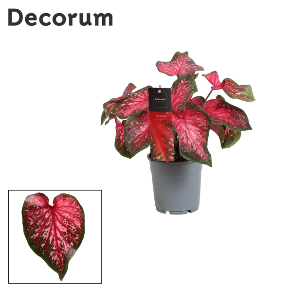 <h4>Caladium Scarlet Flame (Decorum)</h4>