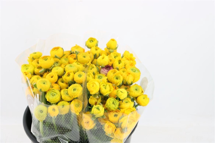 <h4>Ran Elegance Yellow</h4>