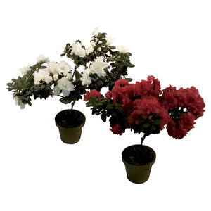 AZALEIA ARVORE P15 FORMATO ARVORE