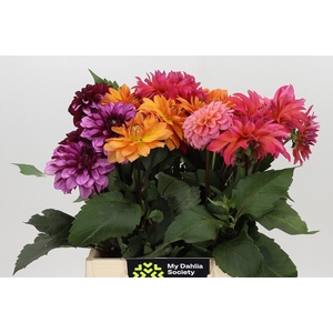 Dahlia Gemengd in fust