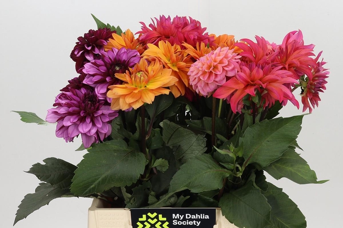 <h4>Dahlia Gemengd in fust</h4>