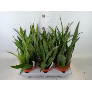 Sansevieria zeylanica 'Greenline'
