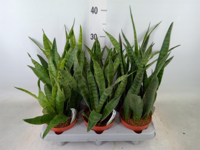 <h4>Sansevieria zeylanica 'Greenline'</h4>