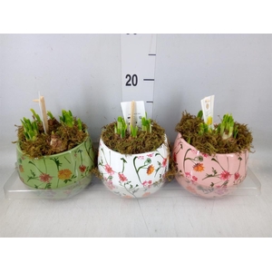 Arr.  Narcissus Tete Tete H%