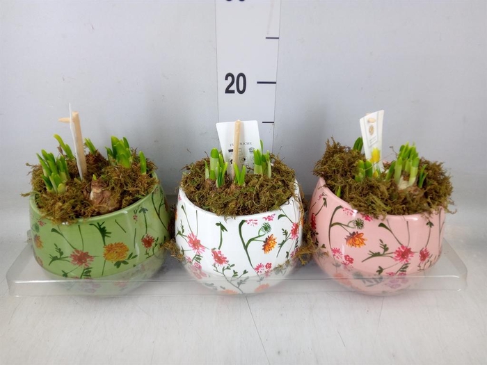 <h4>Arr.  Narcissus Tete Tete H%</h4>