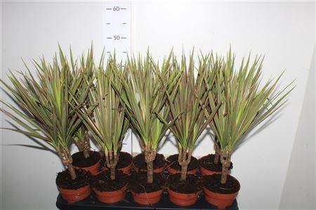 <h4>Dra Marg Bicolor</h4>