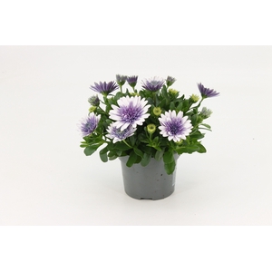 Osteospermum Steel Blue