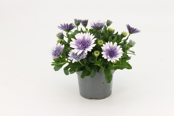<h4>Osteospermum Steel Blue</h4>