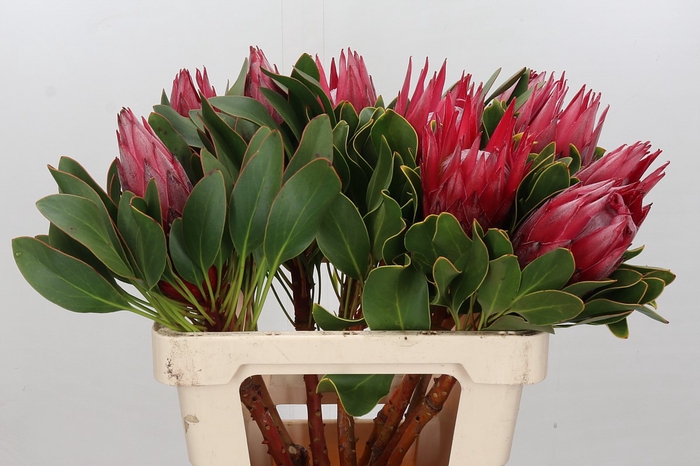 <h4>Protea Cynaroides Madiba</h4>