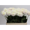 Dahlia Light Wizard
