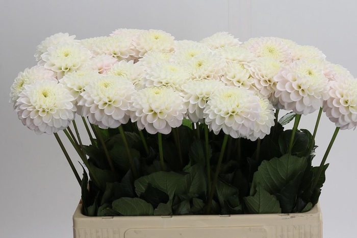 Dahlia Light Wizard