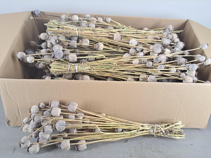 <h4>DF Papaver Bs Natural</h4>