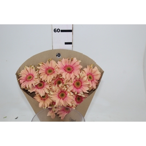 GERBERA PASTA ROSATA < 050 CM > 10 CM DIAM
