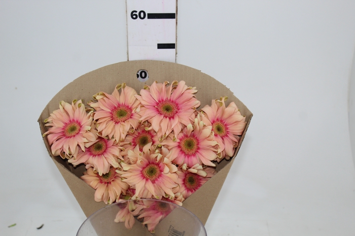 <h4>GERBERA PASTA ROSATA < 050 CM > 10 CM DIAM</h4>