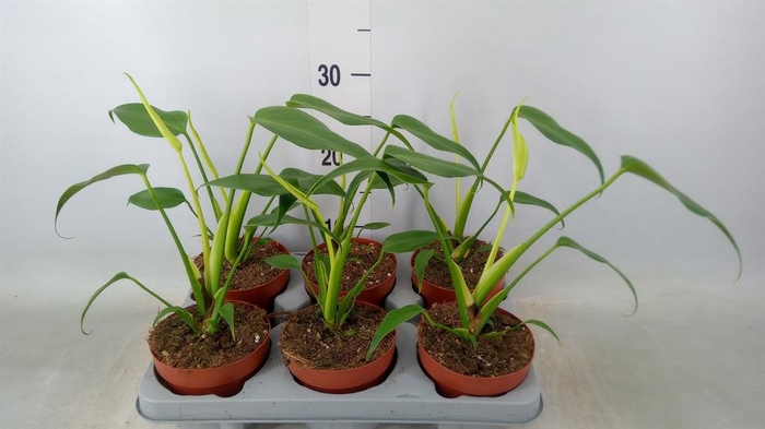 <h4>Monstera   ...</h4>