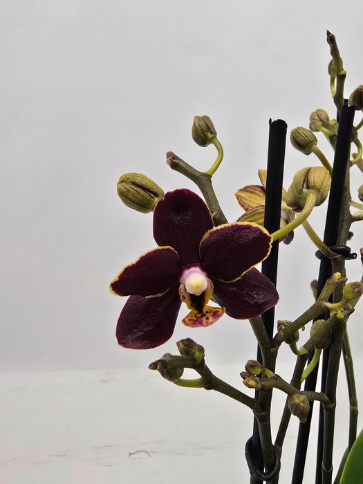 <h4>Limited 11 week 7</h4>