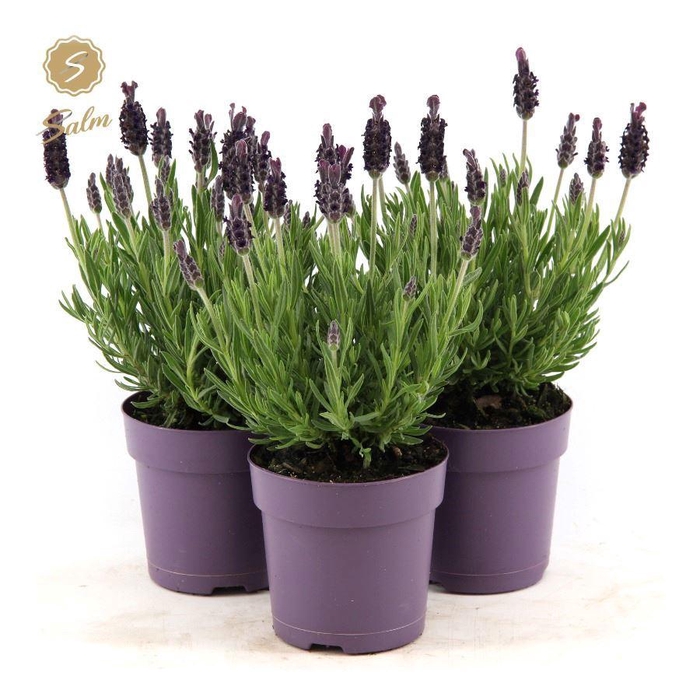 <h4>Lavandula st. 'Anouk'® Collection P10,5</h4>