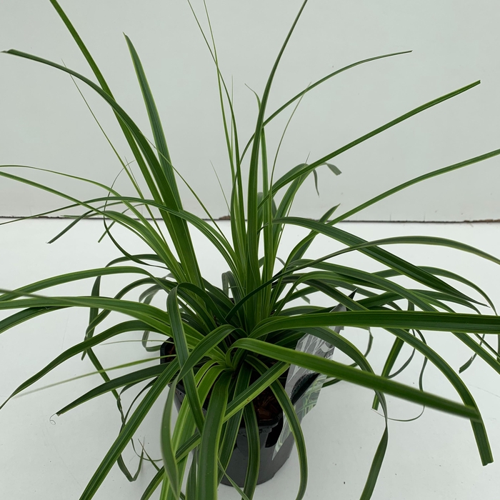 <h4>Graminées Carex 'Everlime'</h4>