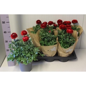 RANUN SPRINK RED P17