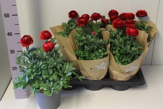 <h4>RANUN SPRINK RED P17</h4>