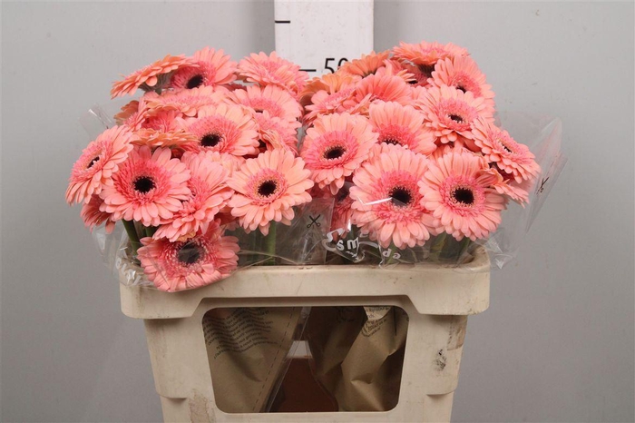 <h4>Ge Mi Cookie N Cream</h4>