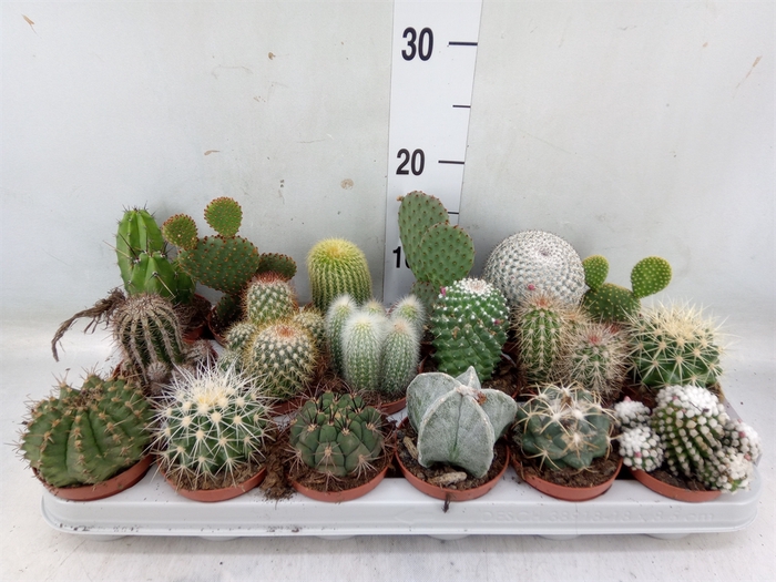 <h4>Cactus   ...mix</h4>