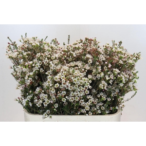 Chamelaucium Tal White