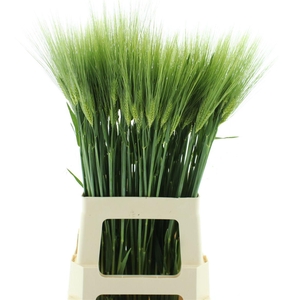 Triticum Aestivum