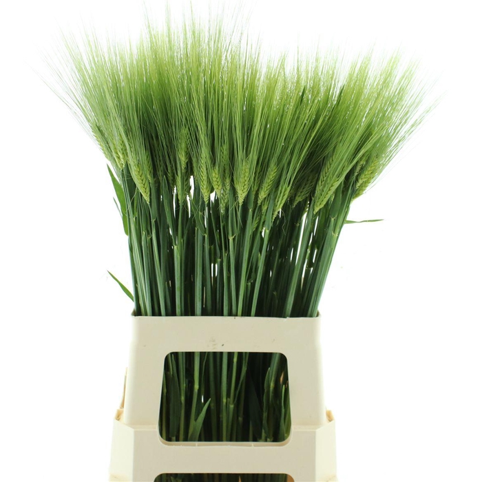 <h4>Triticum Aestivum</h4>