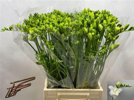 <h4>Fr Du Volante</h4>