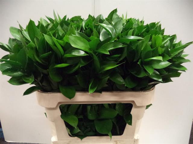 <h4>ŽAL HARD RUSCUS</h4>