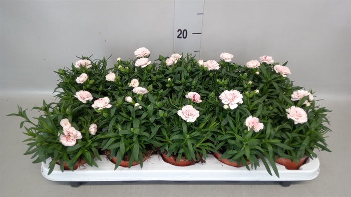 <h4>Dianthus  'Oscar Purple Star'</h4>