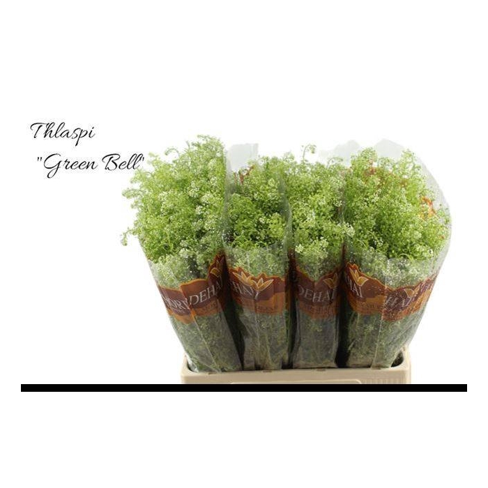 <h4>LEP RU GREEN BELL</h4>