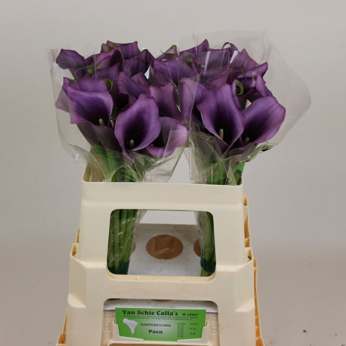 <h4>Zantedeschia paco</h4>