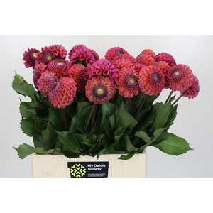 Dahlia Caitlin's Joy