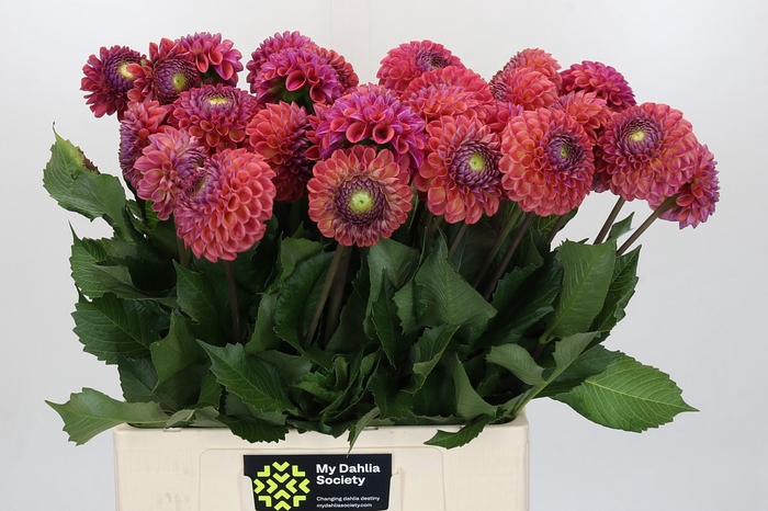 <h4>Dahlia Caitlin's Joy</h4>