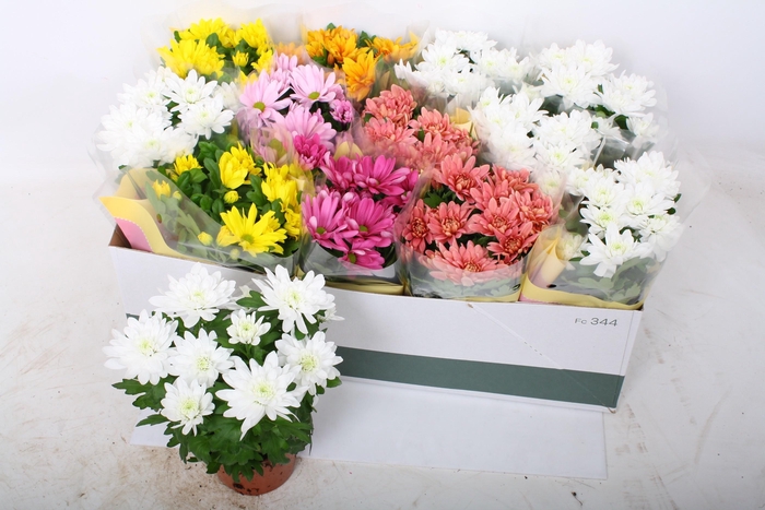 <h4>CHRYS GEM 6 KL</h4>