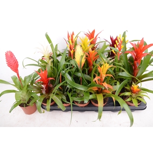 BROMELIA GEM 15 SRT