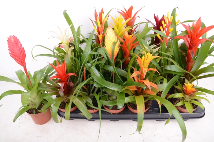 <h4>BROMELIA GEM 15 SRT</h4>