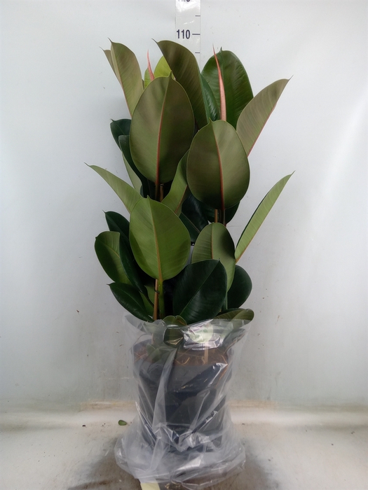 <h4>Ficus elastica 'Robusta'</h4>