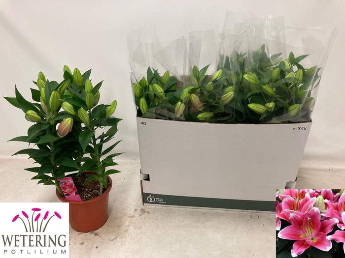 <h4>LIL OR SUNNY ROBYN</h4>