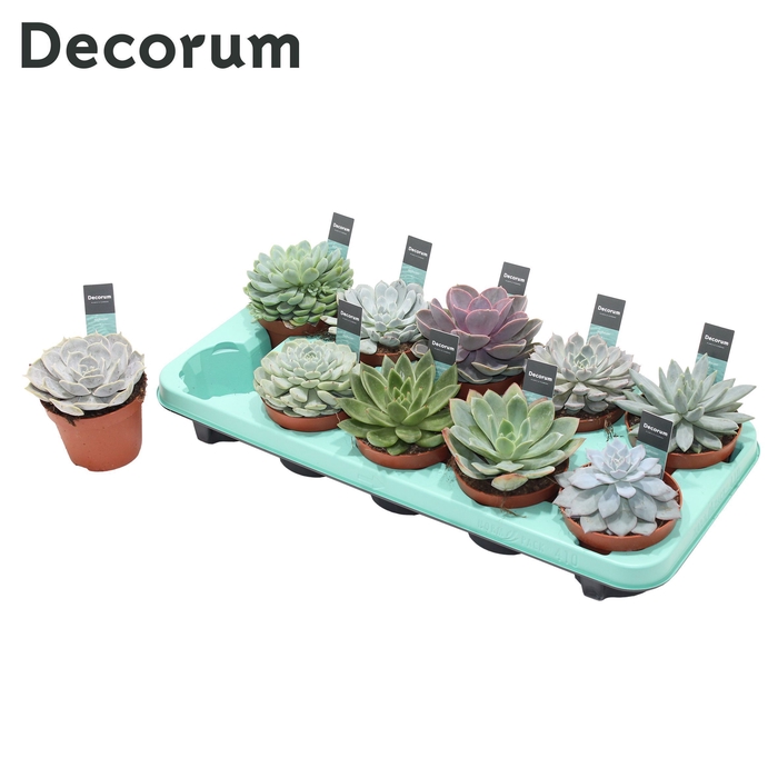 <h4>Echeveria Mix (10spc.) (decorum)</h4>