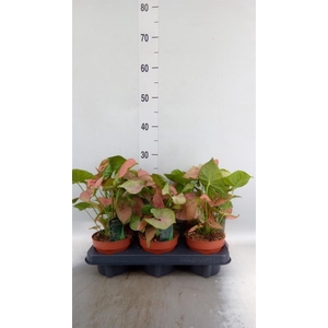 Syngonium podop.
