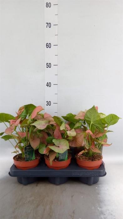 <h4>Syngonium podop.</h4>