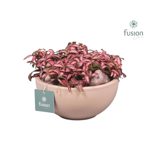 Schaal keramiek Moon Small blush pink met Fittonia