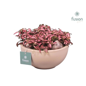Schaal keramiek Moon Small blush pink met Fittonia