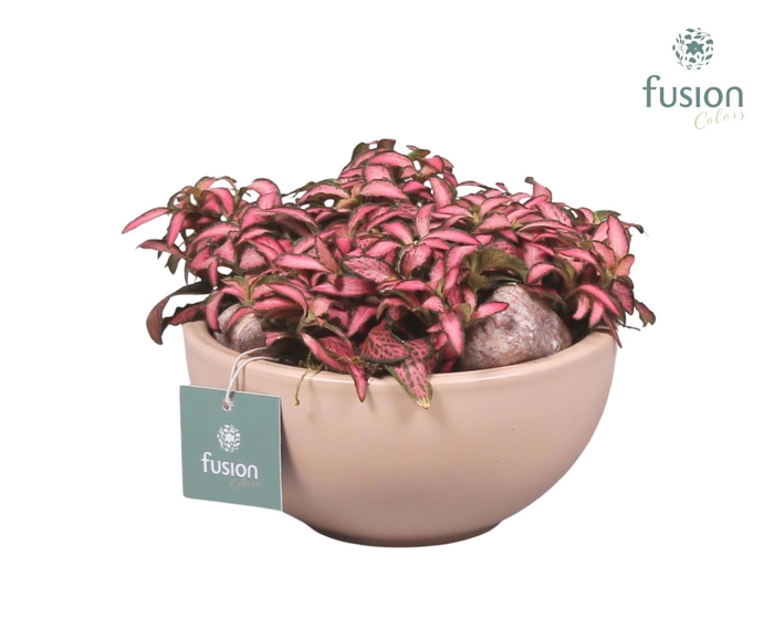 <h4>Schaal keramiek Moon Small blush pink met Fittonia</h4>